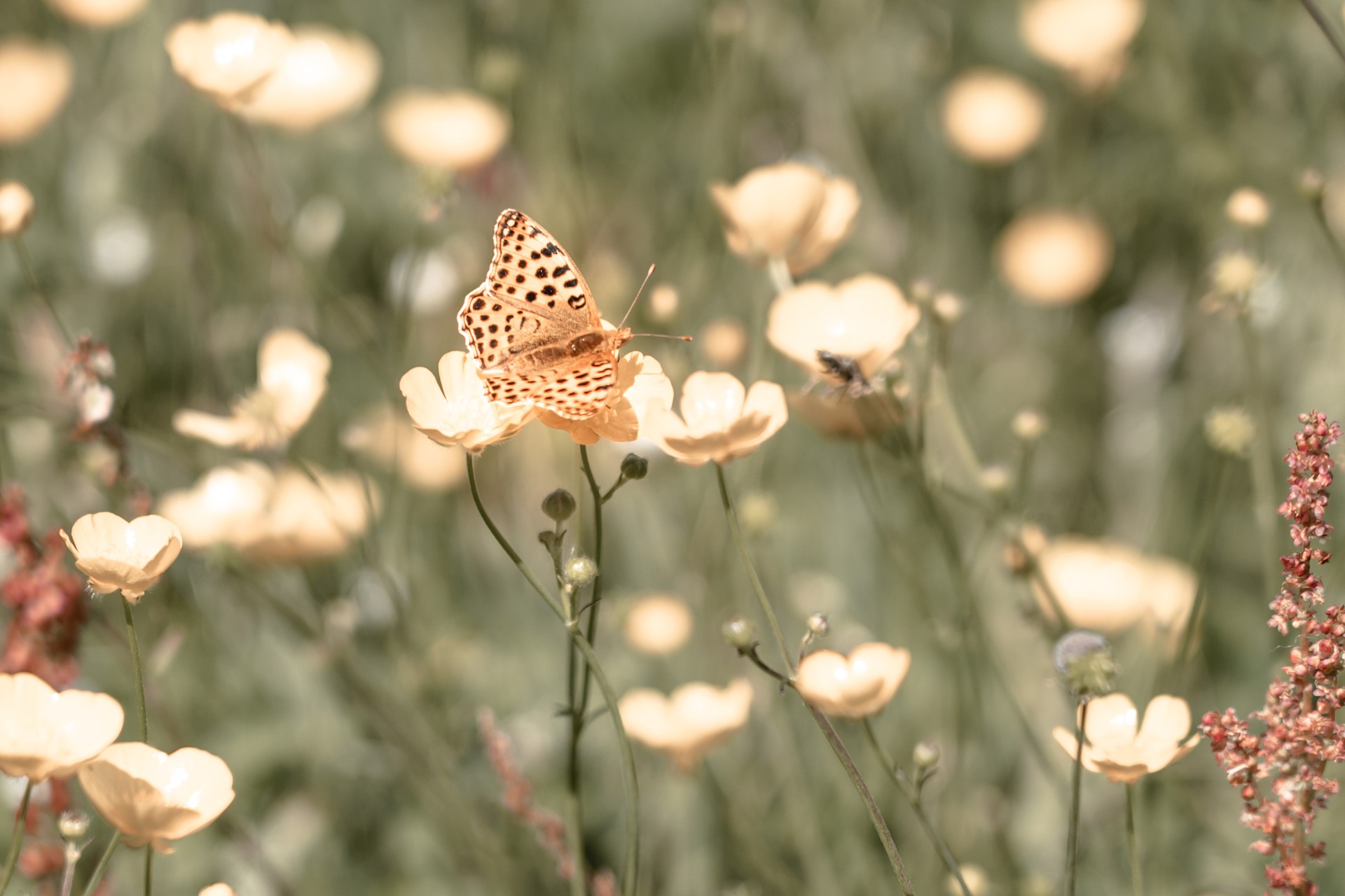 EMOTIES EN GEVOELENS